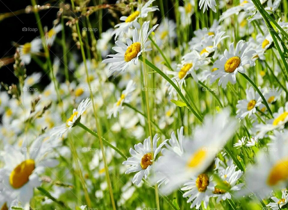 Daisies