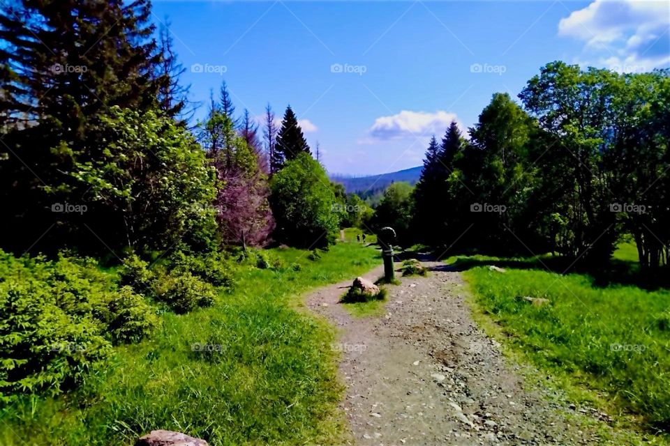 This is a forest clearing in „Harz National Park“ on the outskirts of 36 hectares of peat moorland by „Torfhaus“ in „Harz“, „Saxony-Anhalt“ in former „East Germany“. 2024. Hypnotic Productions