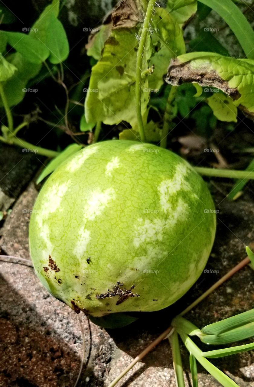 Watermelon grow
