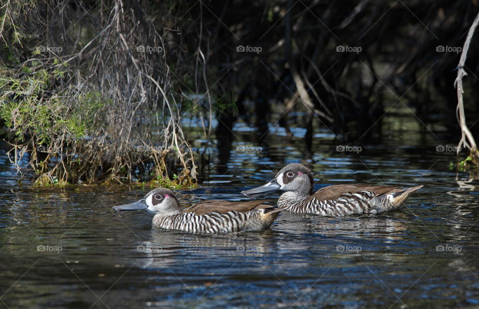 Pink Eared Duck swimming together on a lake at a national park