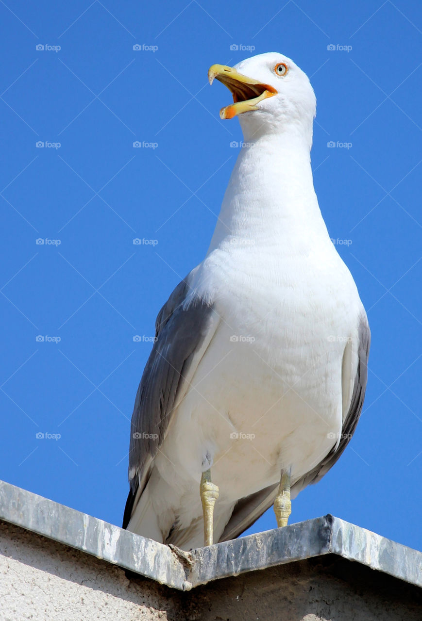 Seagull calling