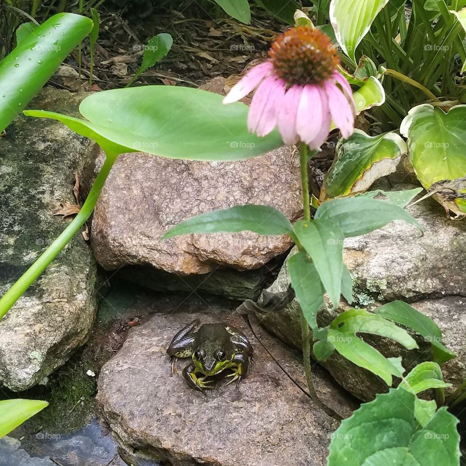 Pond Frog