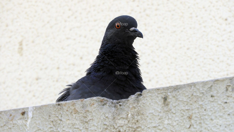 Pigeon #Close up
