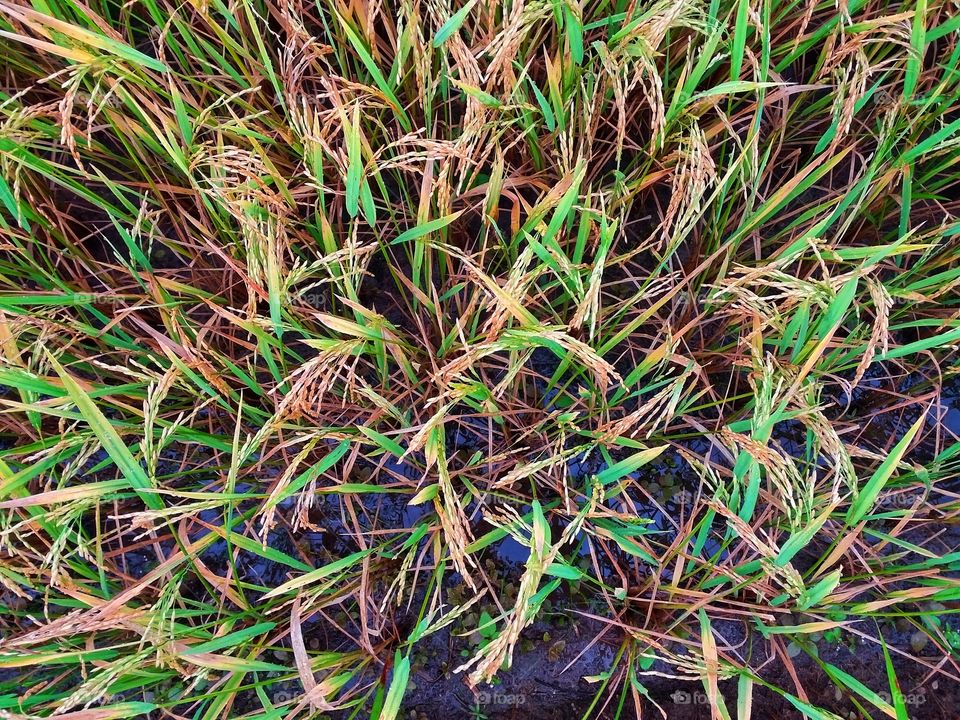 abstract of the rice plant