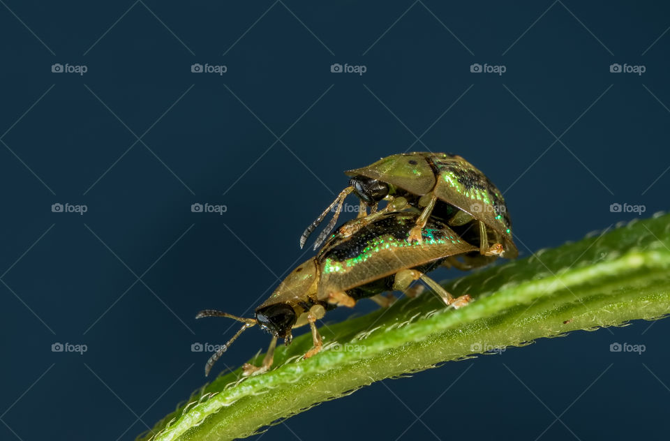 mating pair of beetles