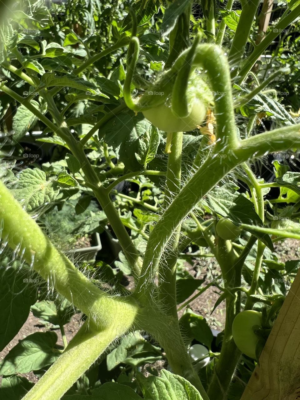 Growing Tomatoes 