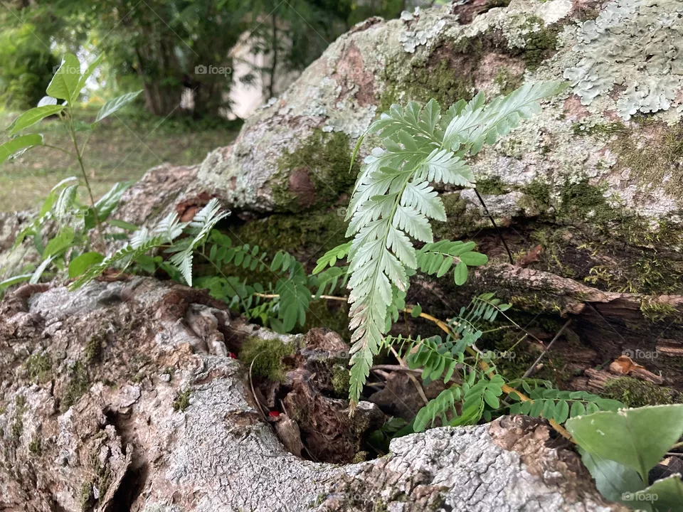 wild plants