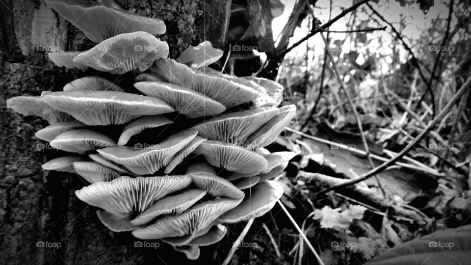 Nature's Magic. Taken in Ecclesall woods.