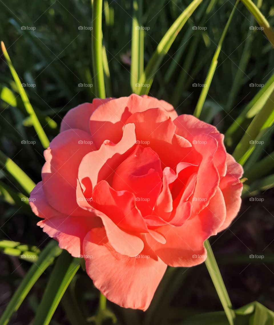 Individual portrait of a summer plant, Bright sunny pink rose with green leaves