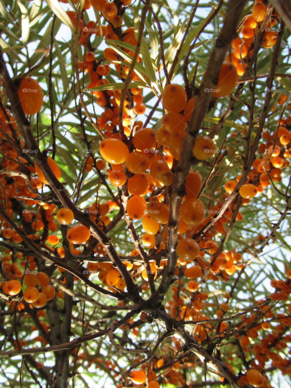 sea ​​buckthorn berries