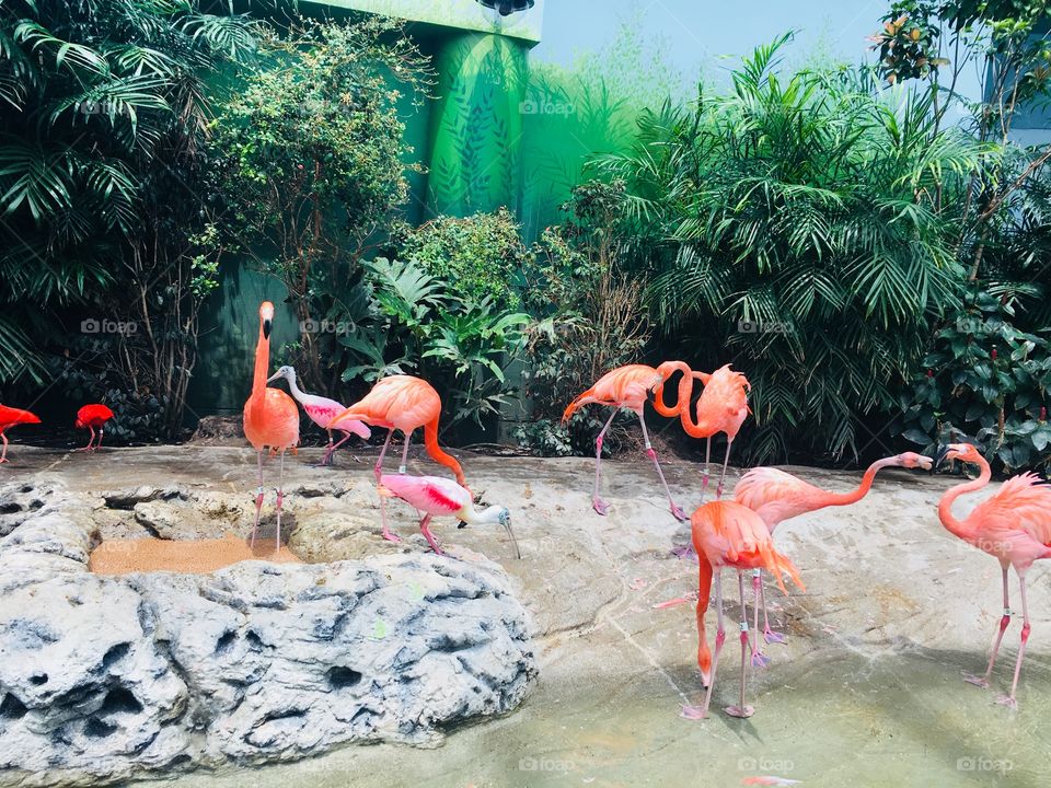 Flamingos 2