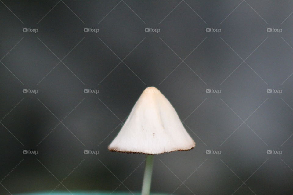 mushroom