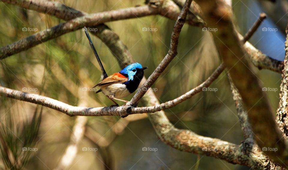 Male Variegated Fairy-wren 