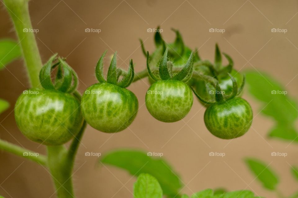 Green cherry tomatoes 