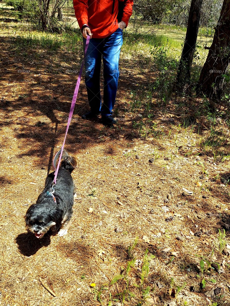 Dog Enjoying Walk