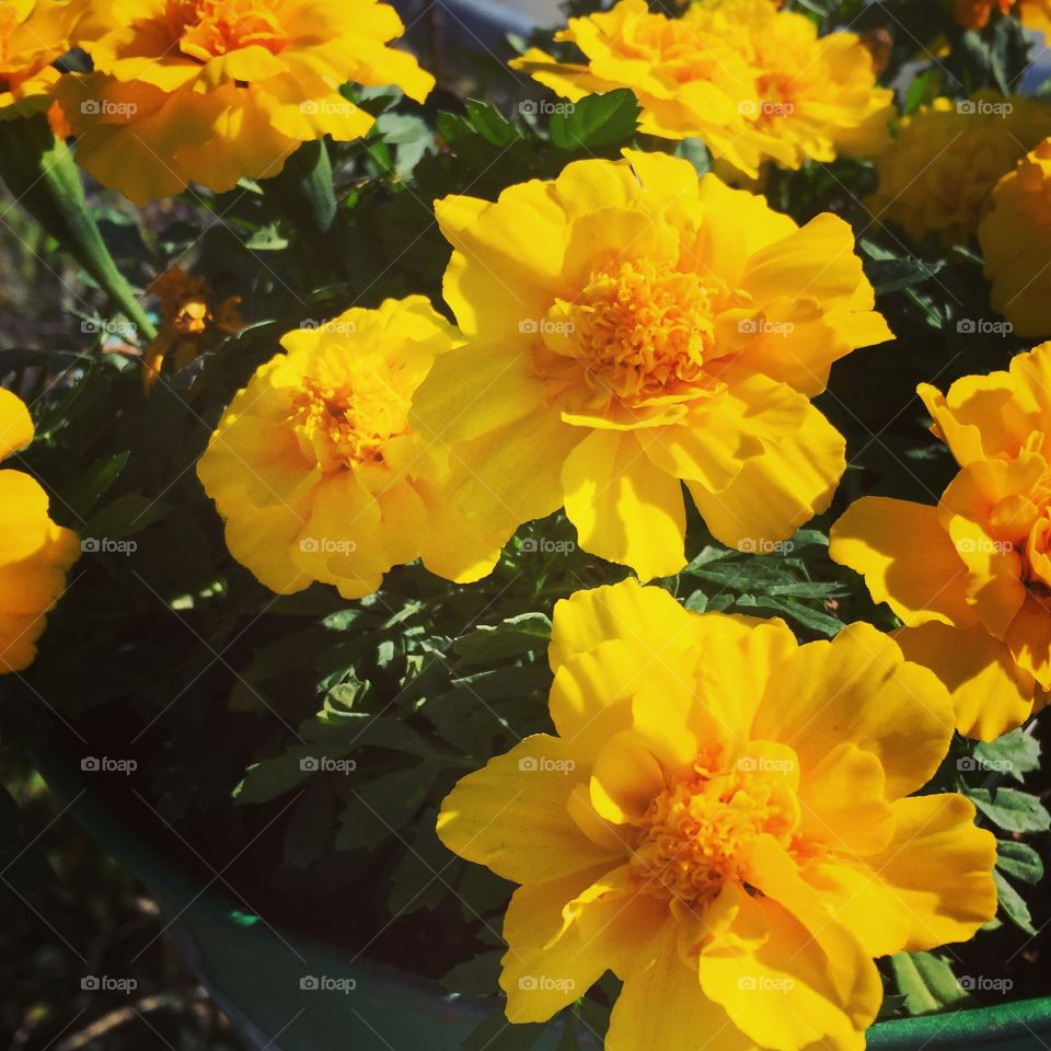 MARIGOLDS IN THE SUNLIGHT