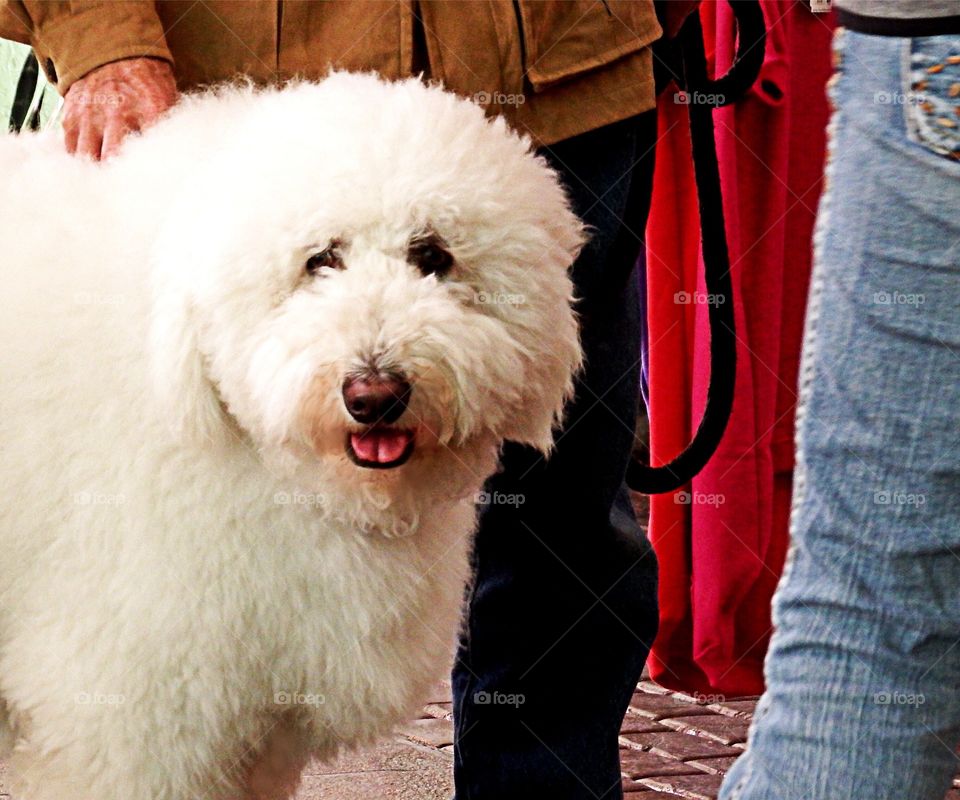 Big white dog 