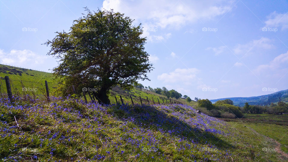Spring bluebells in Mid Wales