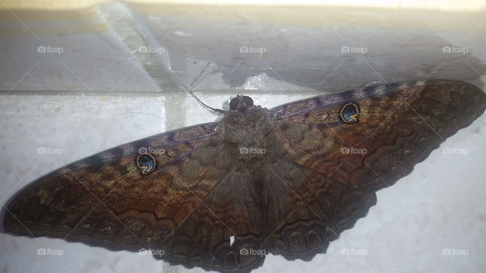 moth with amazing camouflage