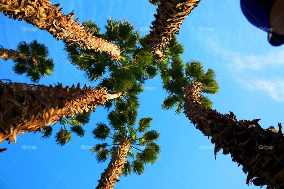 California Palms. Taken In Palm Springs, CA 