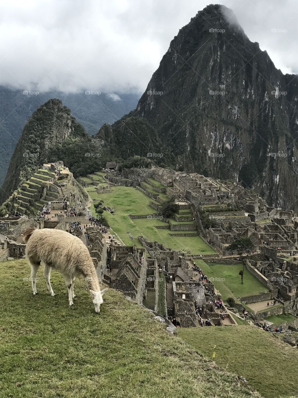 Machu Picchu views with Alpaca