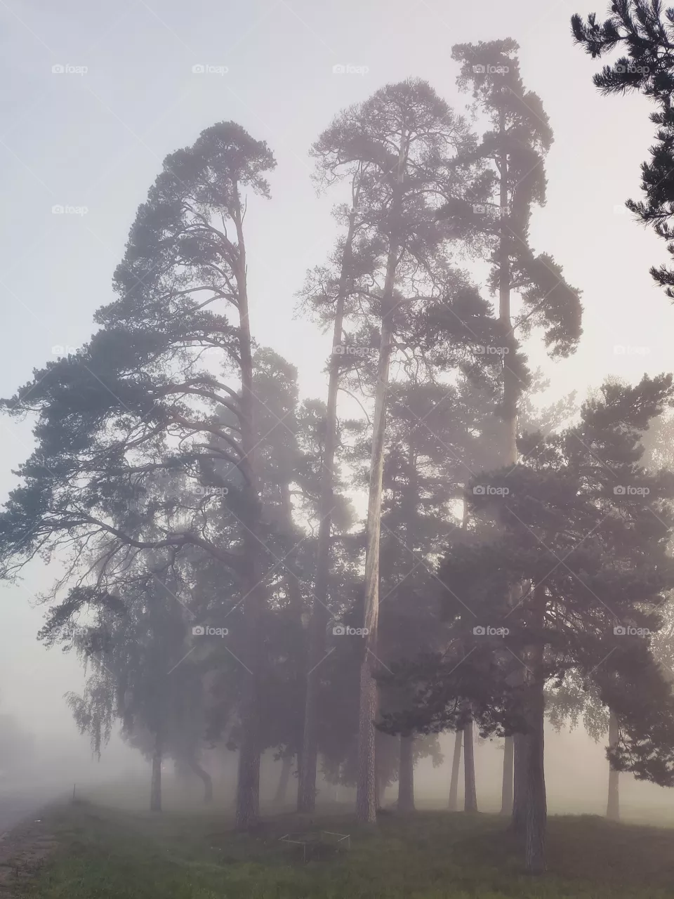 the fog