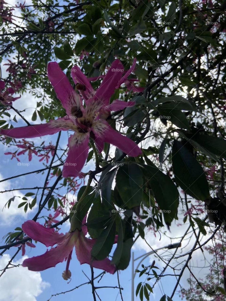 Beauty flowers in summer