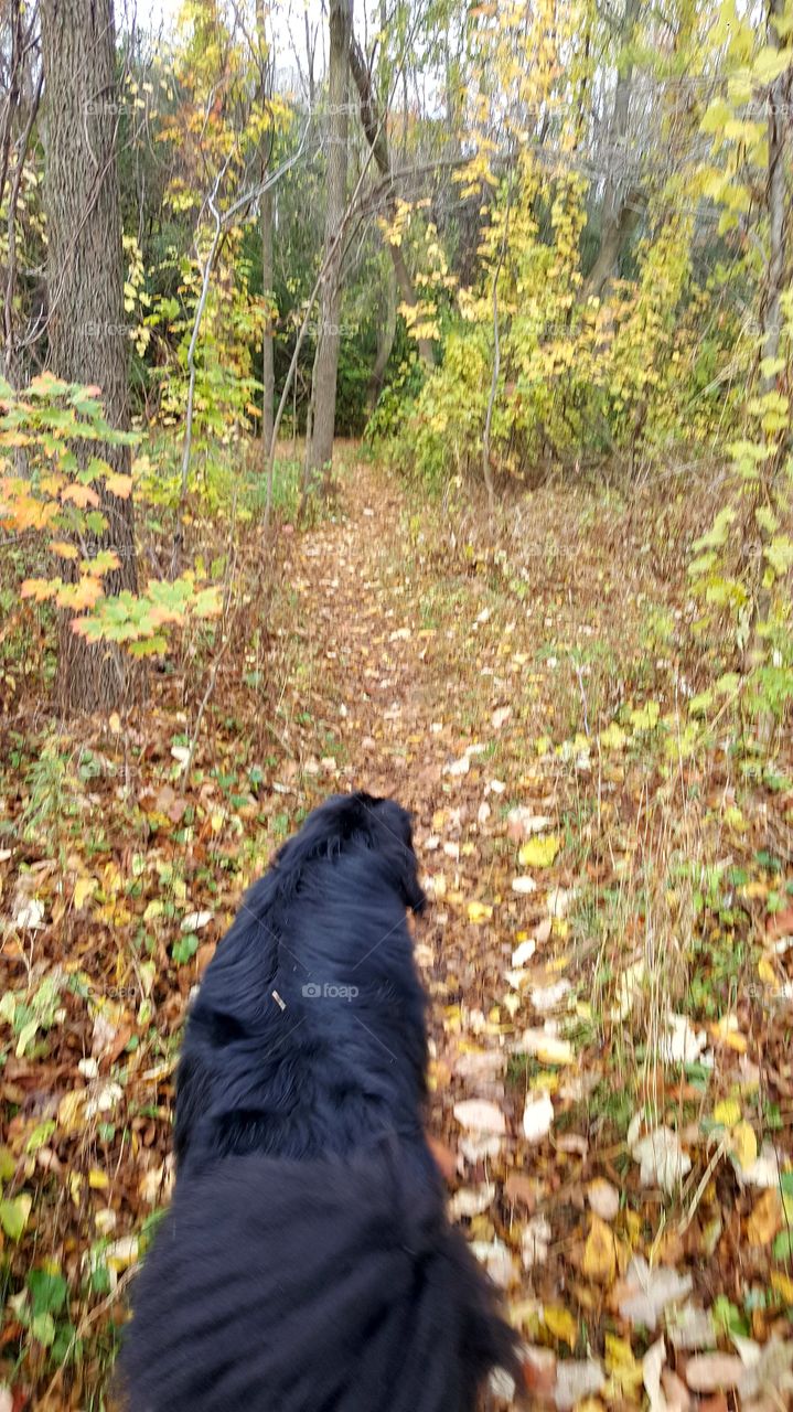 Dog walking in the autumn morning