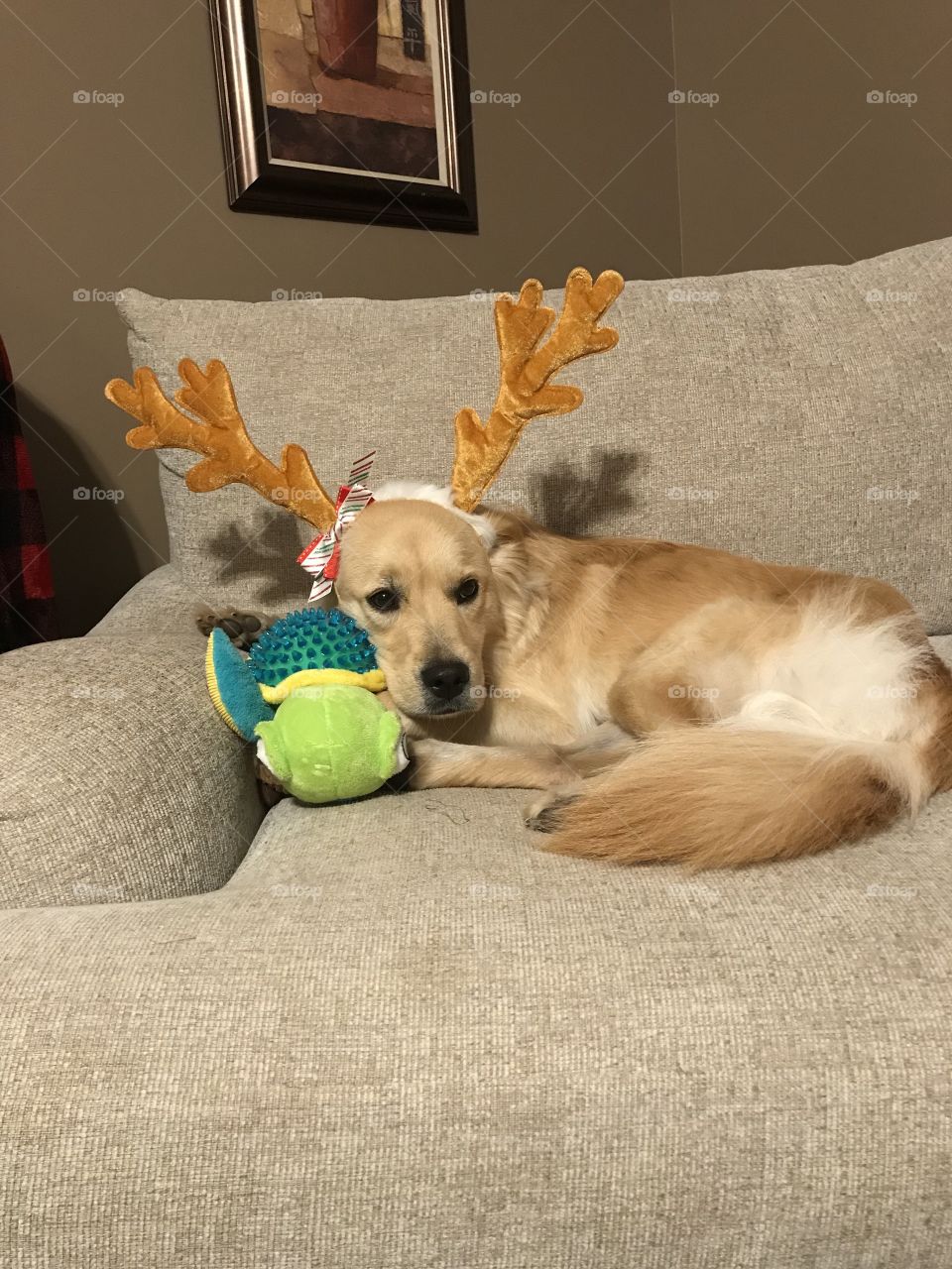 Puppy with antlers happy to have new toys