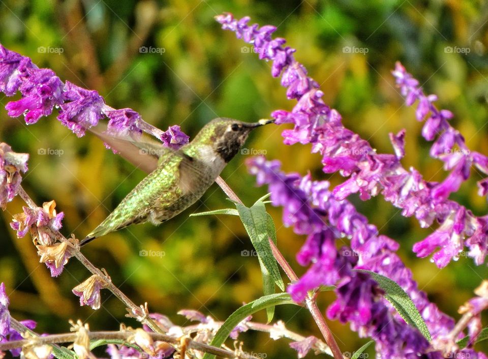 Hummingbird With Purple Flowers