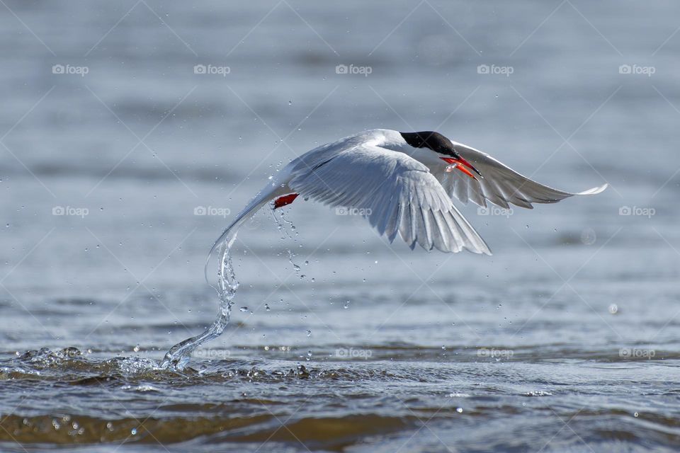 Common tern flying with a tiny smelt fish in its peak that was freshly caught at the end of April in Western Finland.