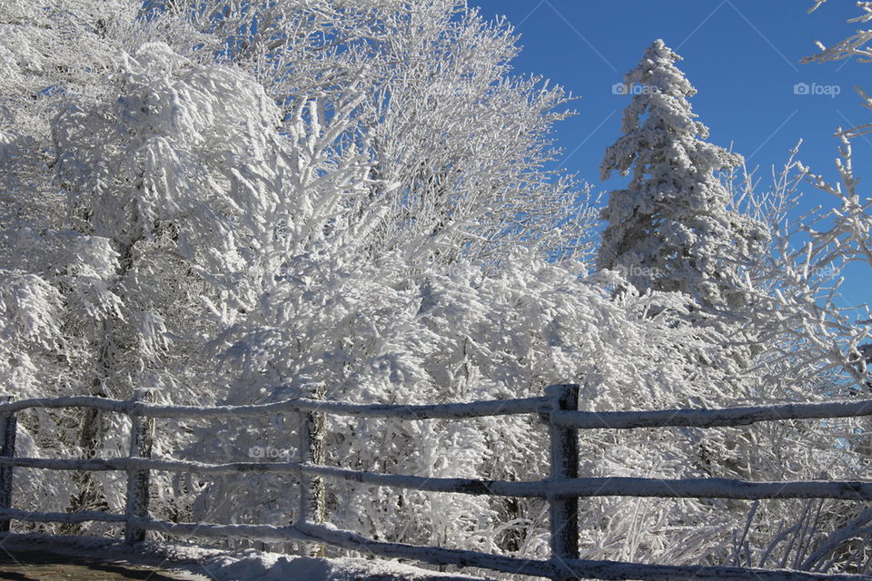 Trees in the snow