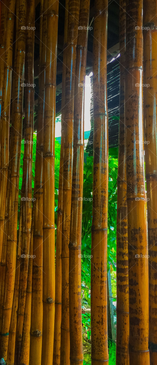 Bamboo nature