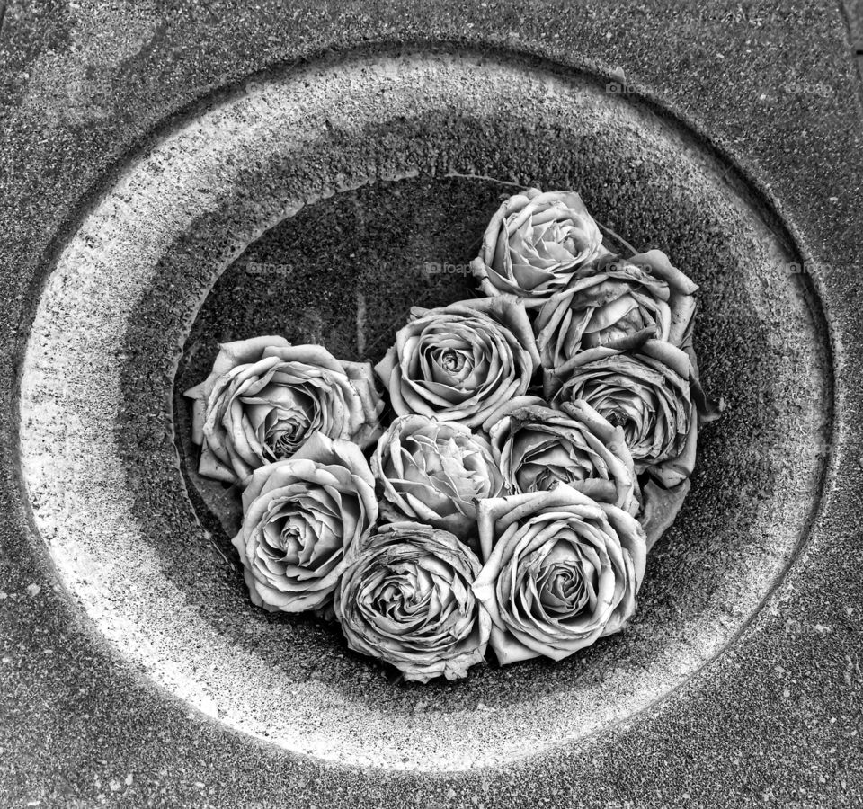 Roses in black and white