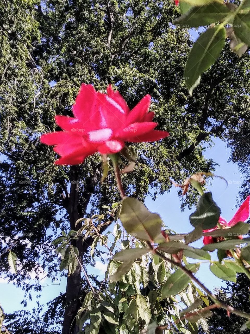 red rose in bloom