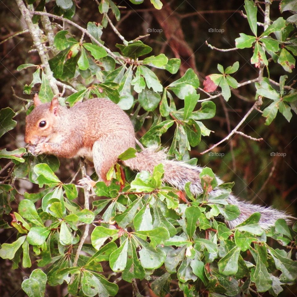 Squirrel, Mammal, Tree, Rodent, Nature