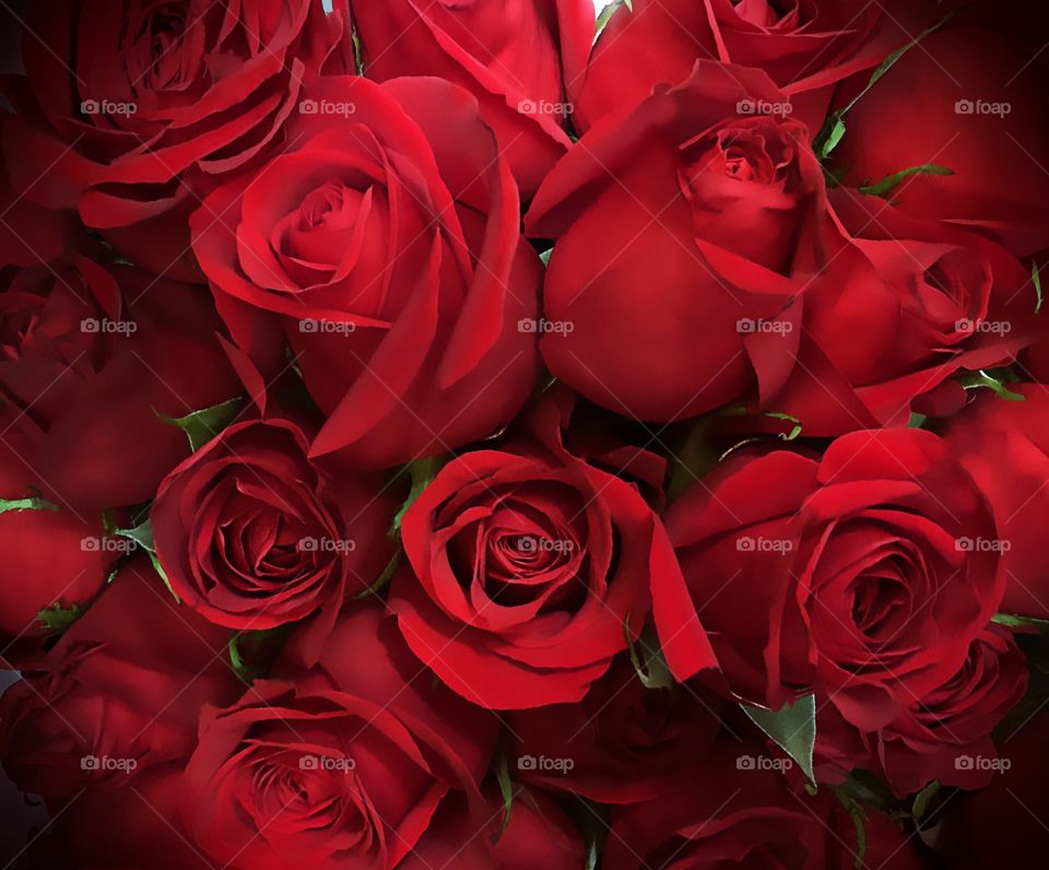 Red Roses
