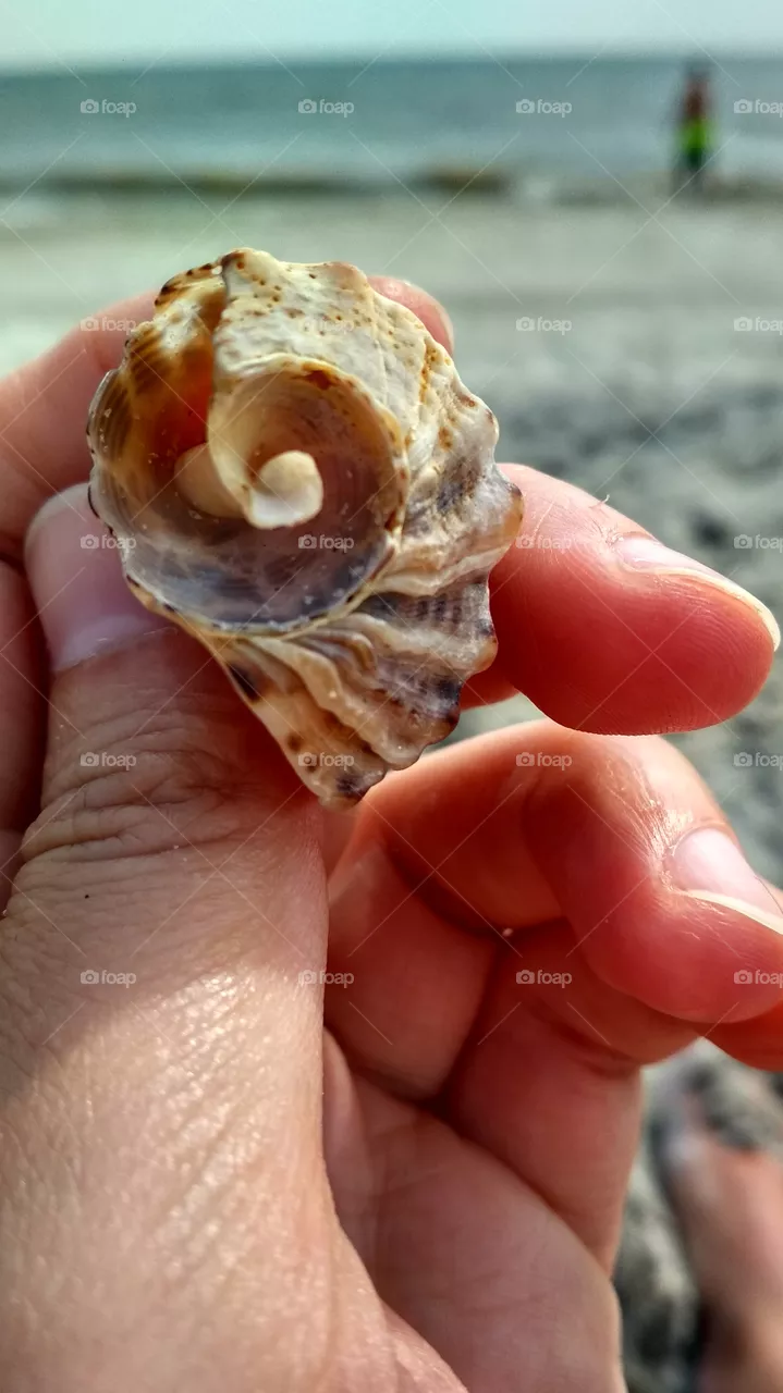 Sea treasure