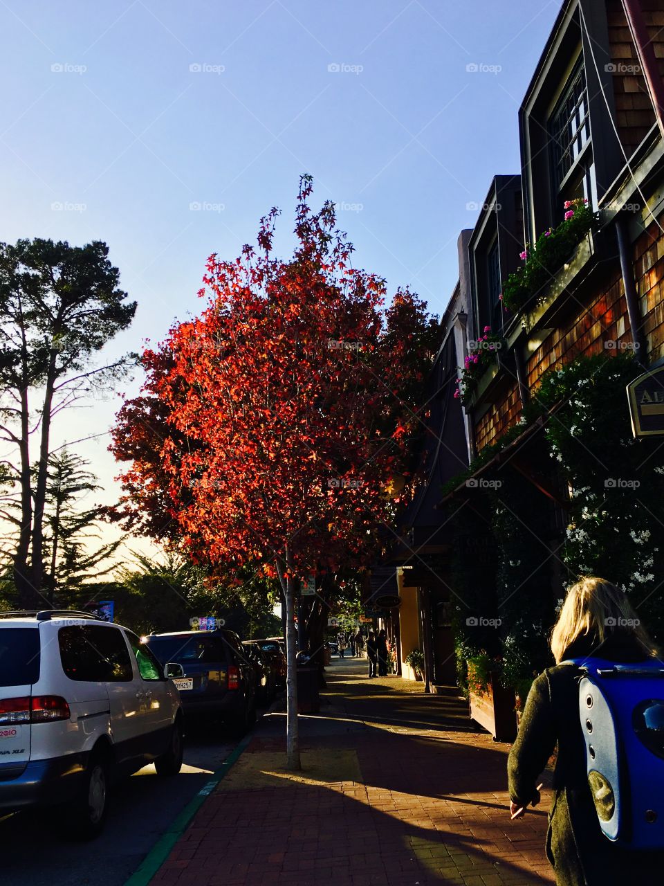 Carmel by the Sea -
Fall Walk, Red Tree, along street lines with shops