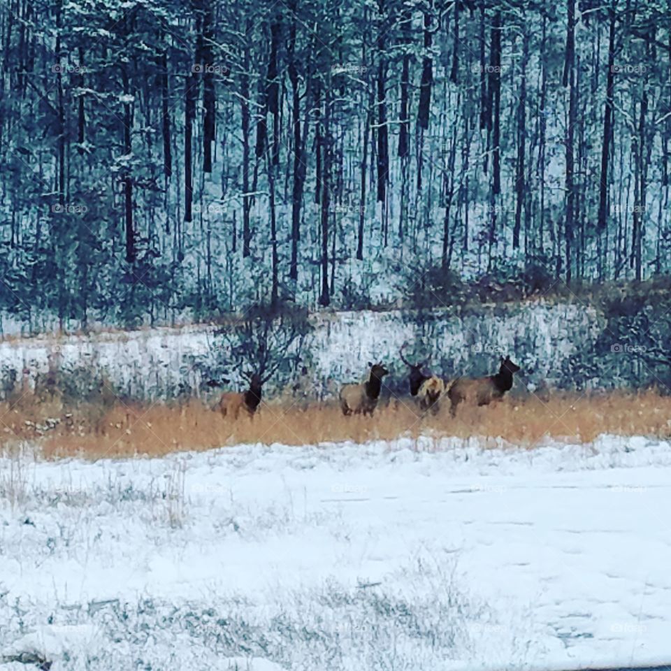 Elk Pics