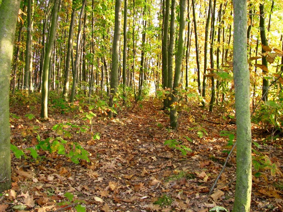 Autumn in the forest