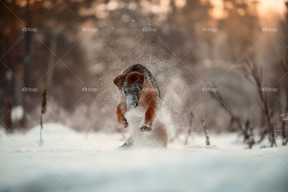 Red cute german shepherd 5-th months puppy portrait at snow at the winter