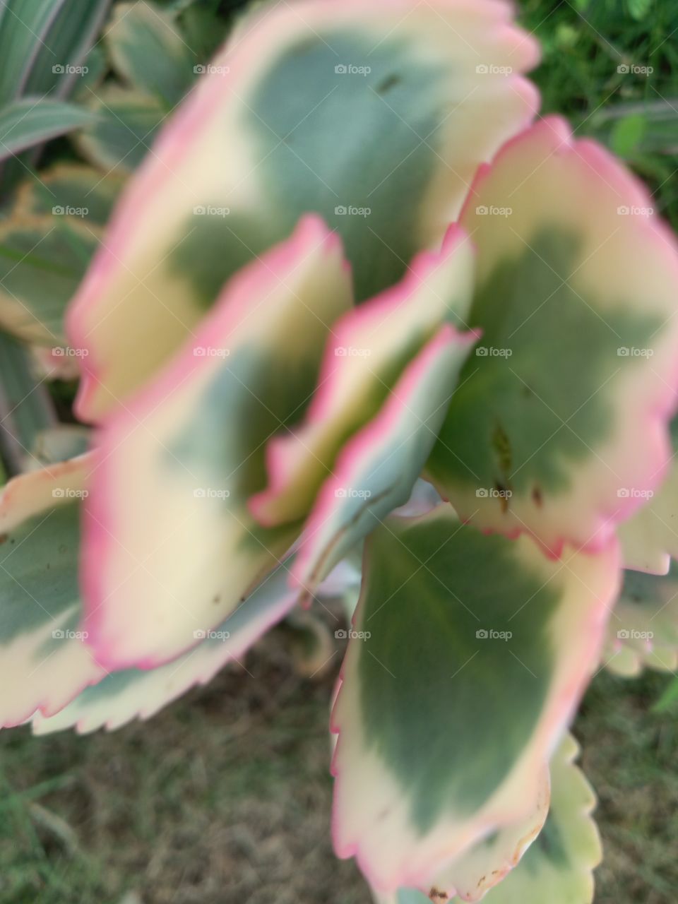 plants take a nap too