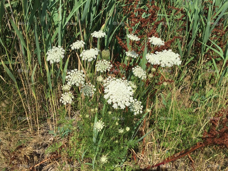 Beach flowers