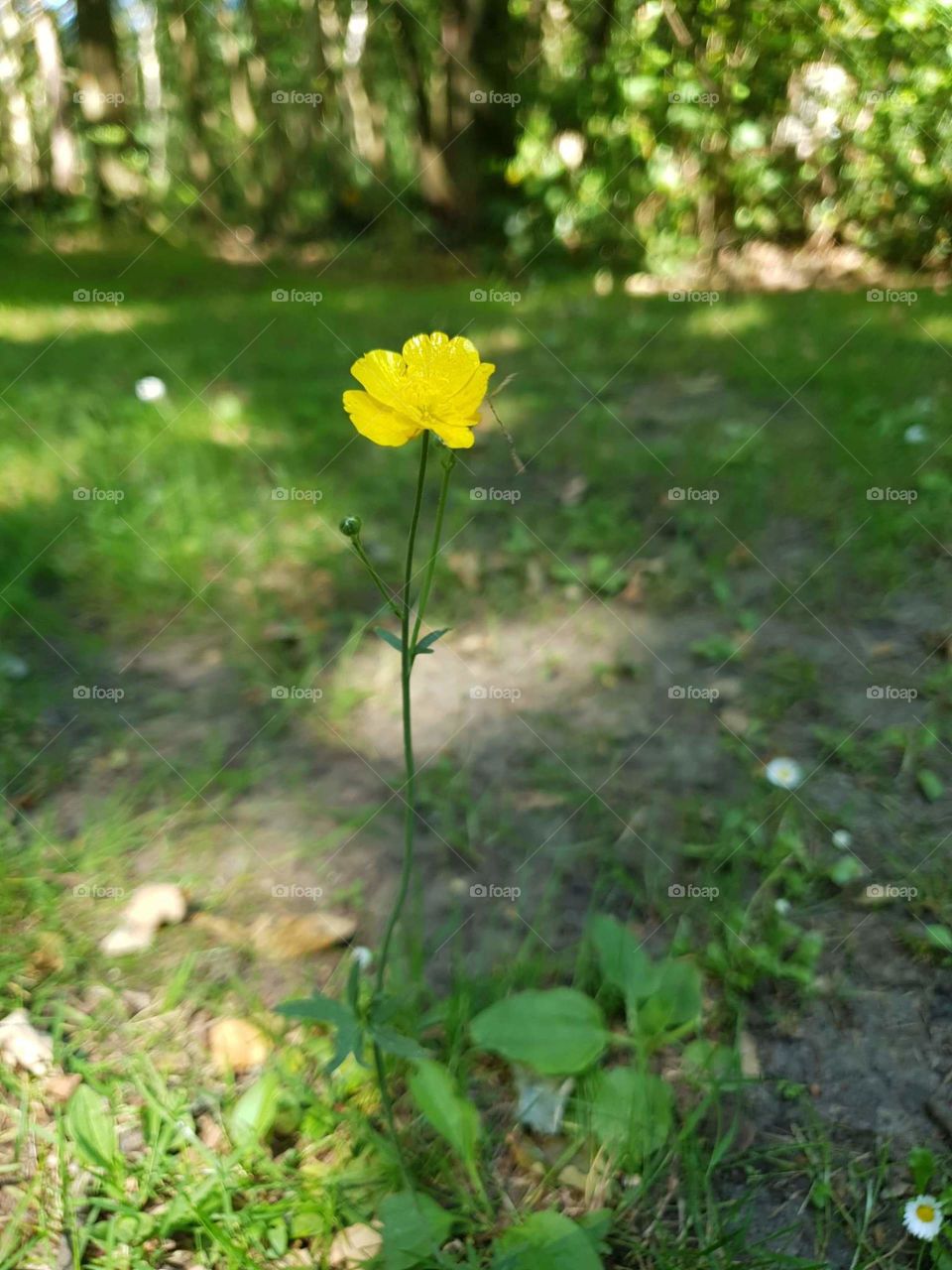 Nice Flower