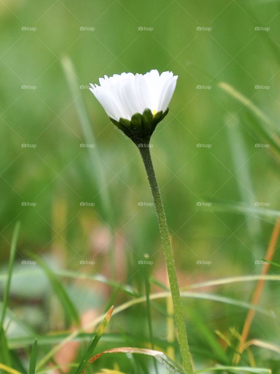 summer flower in autumn