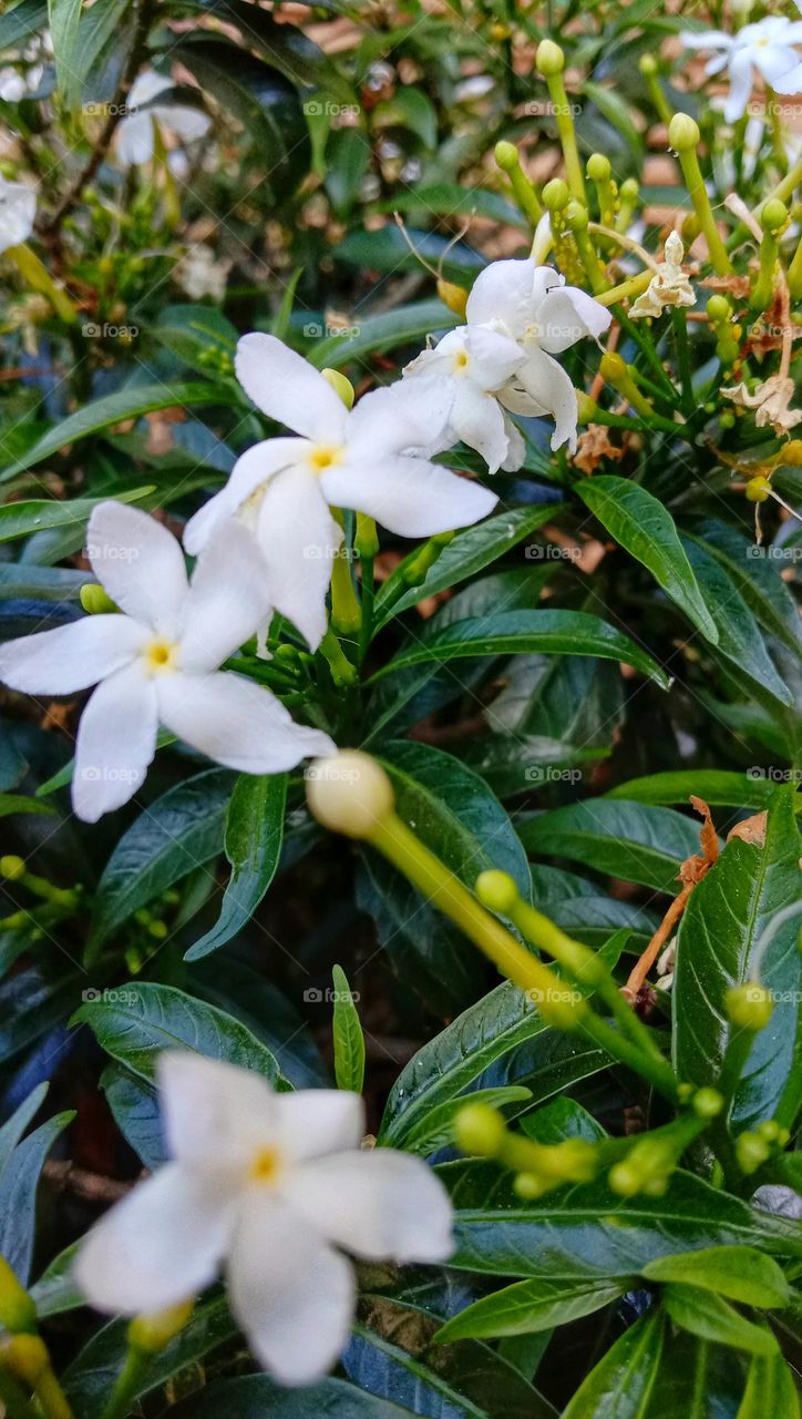 View of jasmine flowers