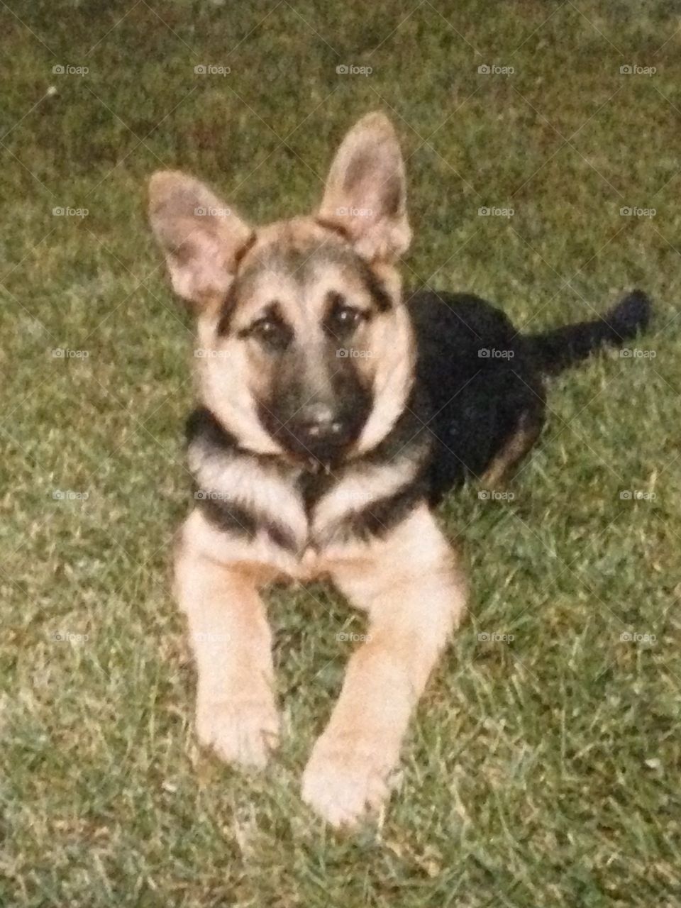 I took this photo 35 to 40 years ago of my purebred dog.