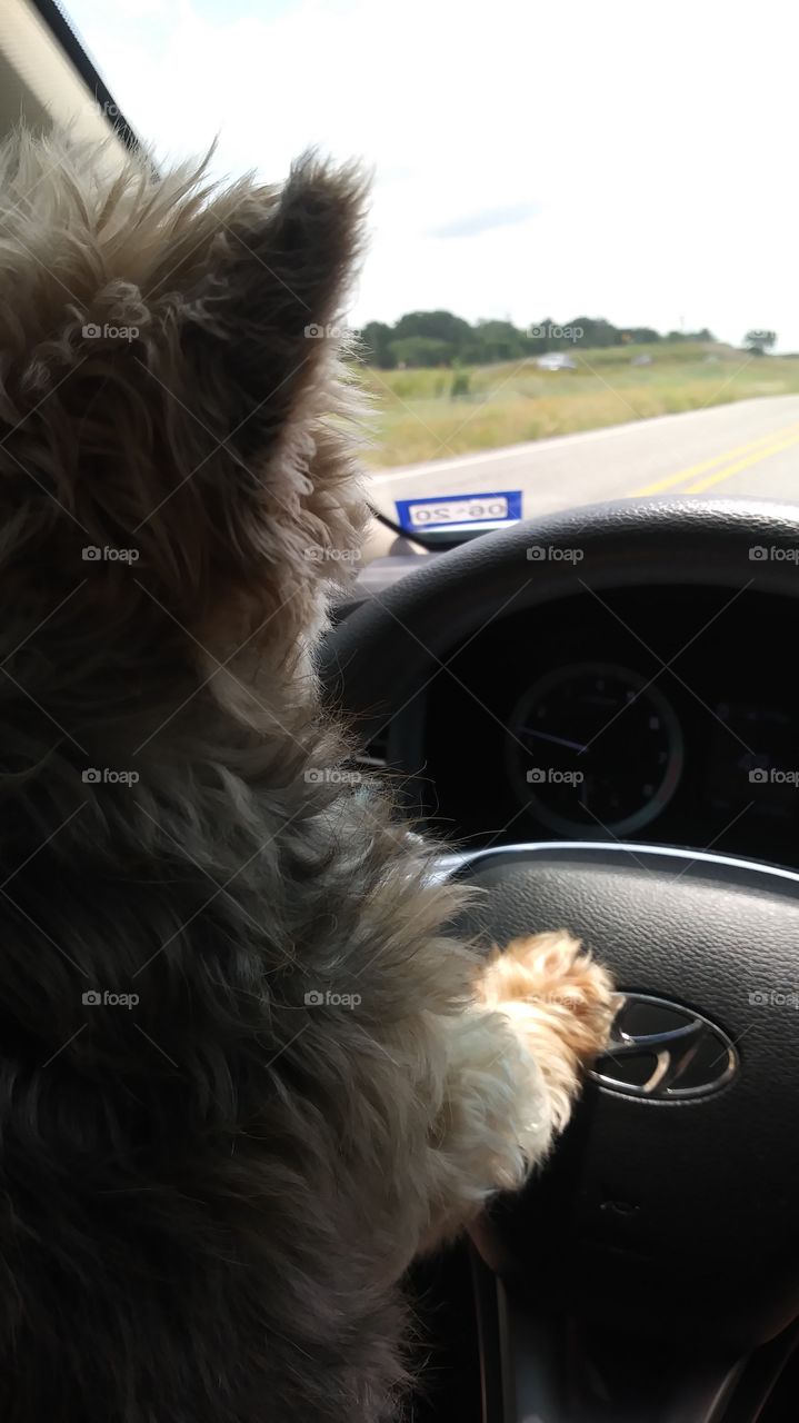 doggy driver