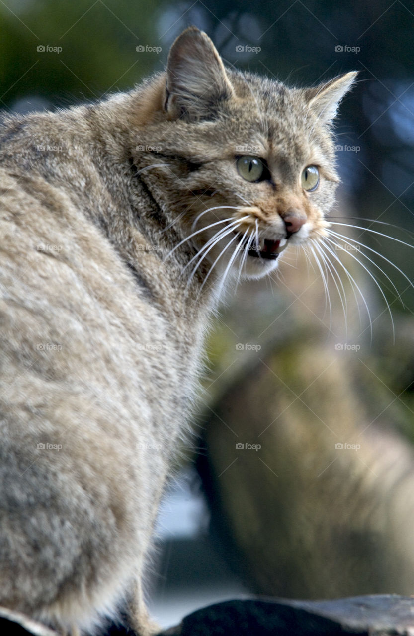 Wild angry cat in nordic Zoo in Sweden.